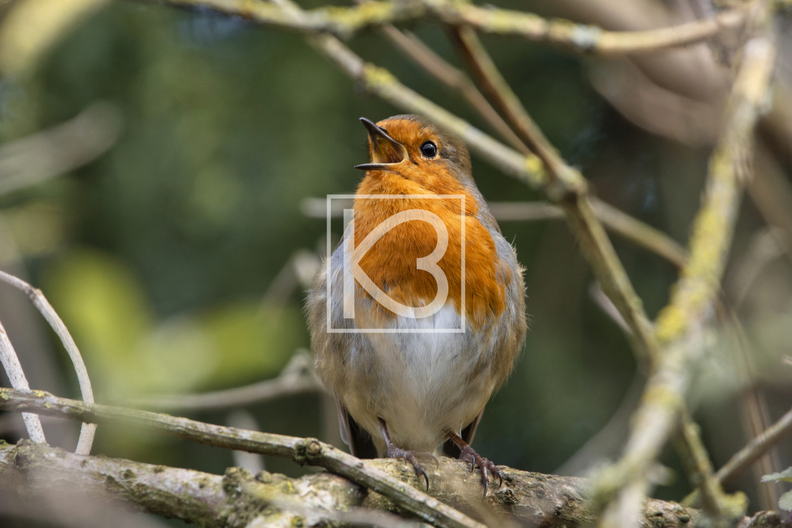 "Robin - Erithacus rubecula" stock image