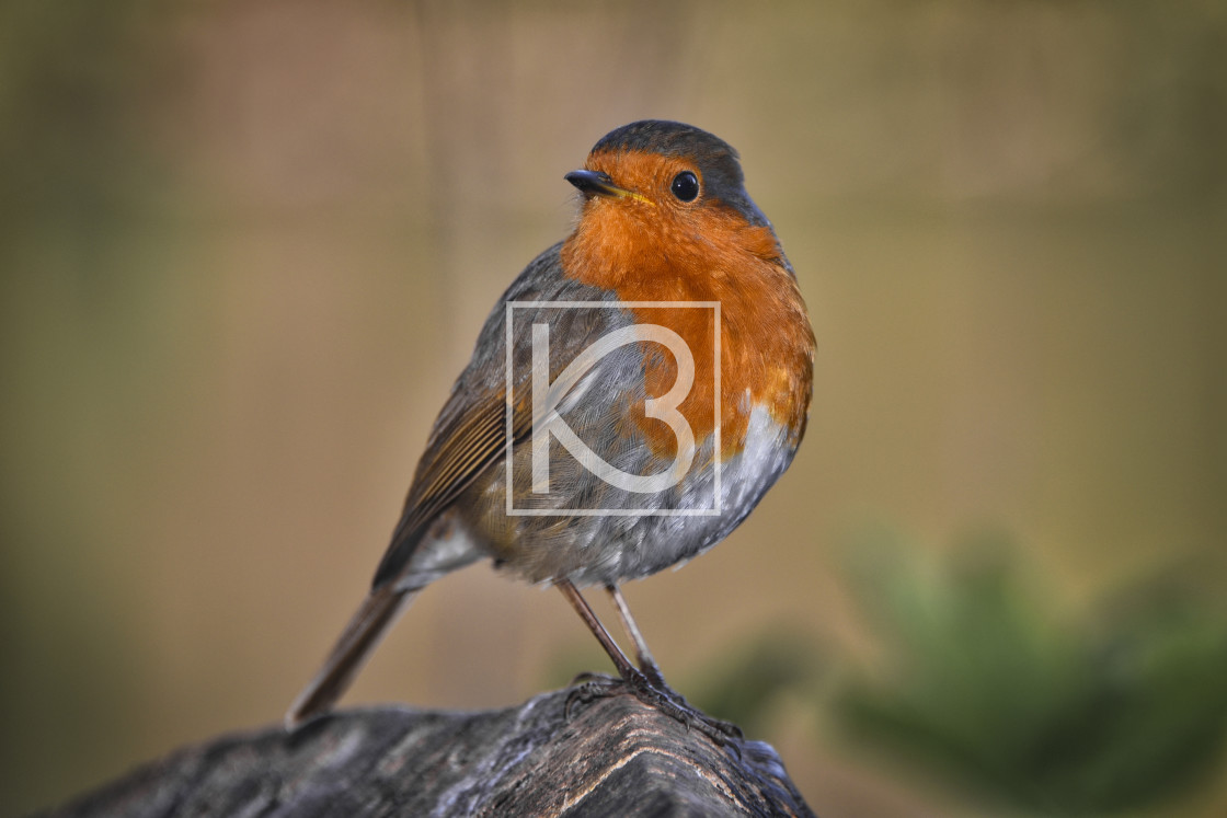 "Robin - Erithacus rubecula" stock image