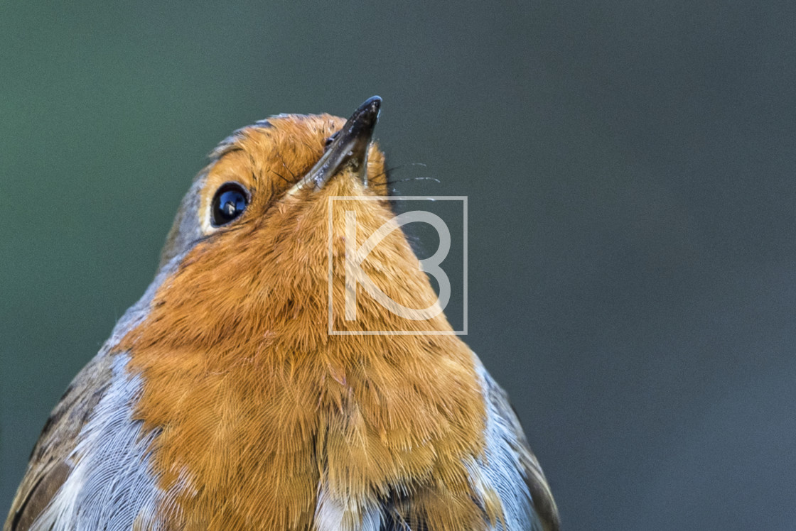 "Robin - Erithacus rubecula" stock image