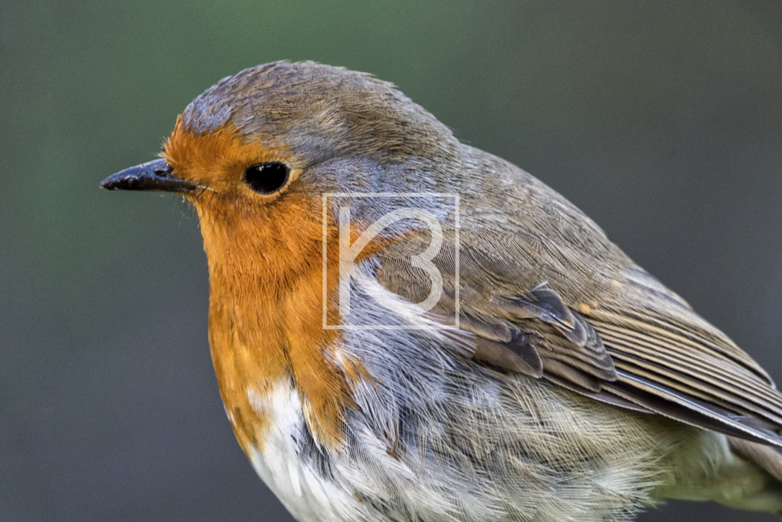 "Robin - Erithacus rubecula" stock image