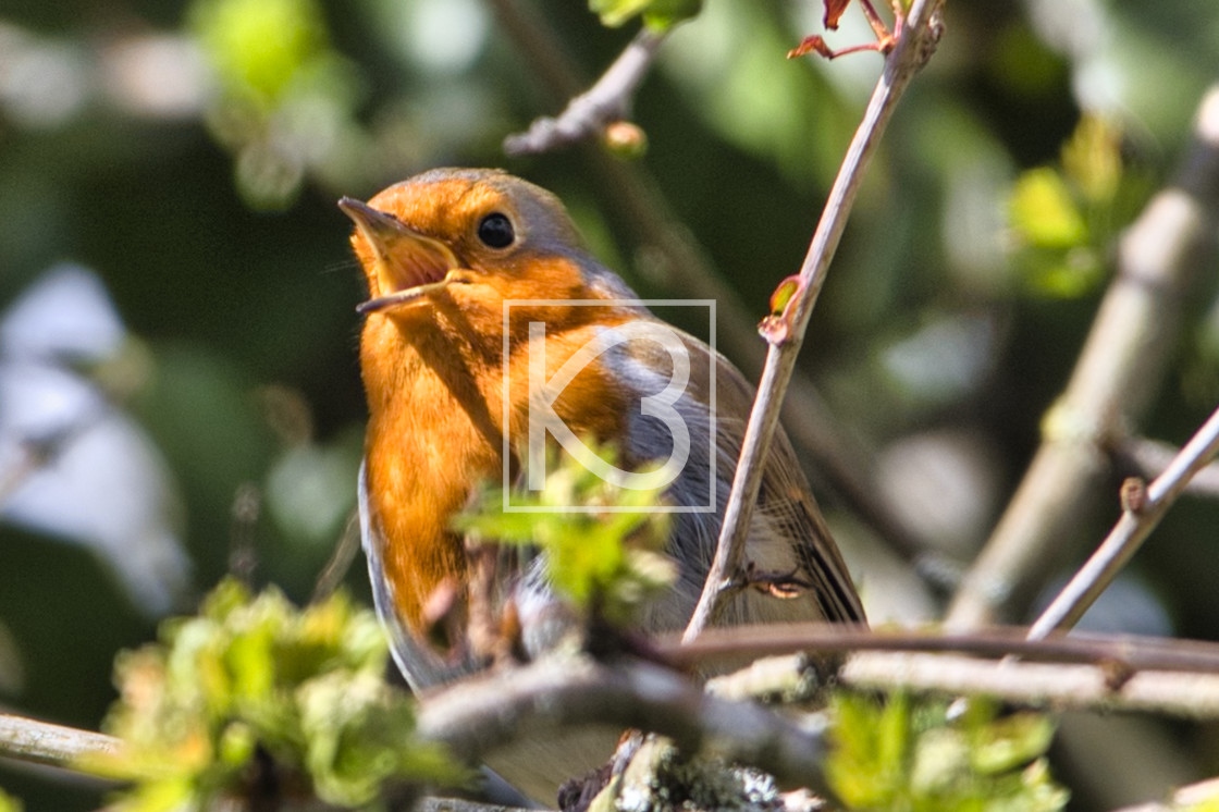 "Robin - Erithacus rubecula" stock image