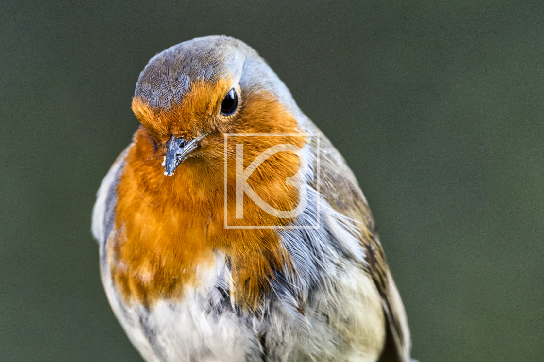 "Robin - Erithacus rubecula" stock image