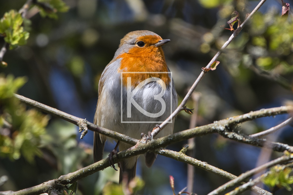 "Robin - Erithacus rubecula" stock image