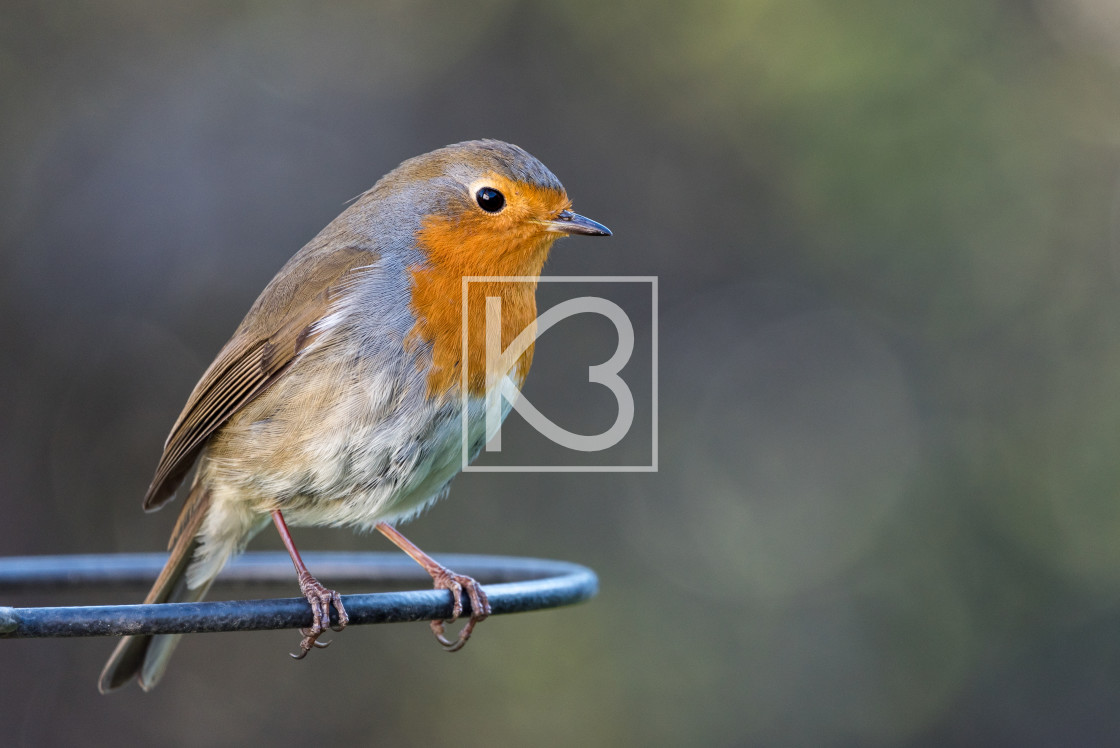 "Robin - Erithacus rubecula" stock image