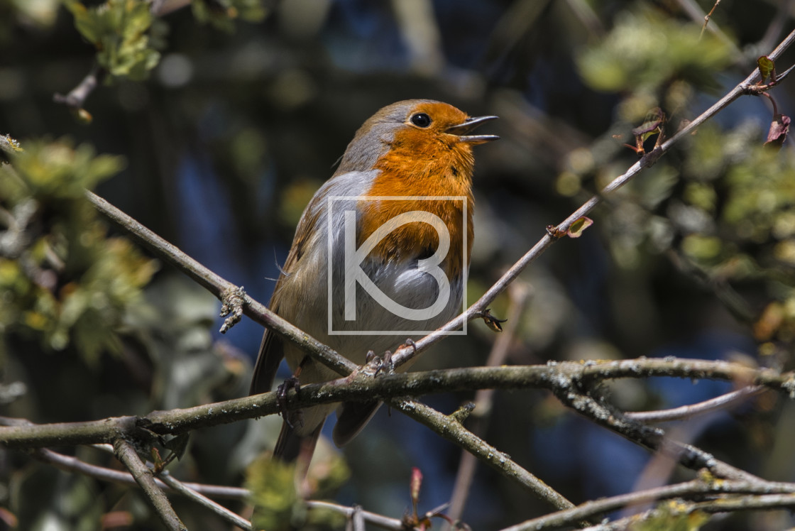 "Robin - Erithacus rubecula" stock image