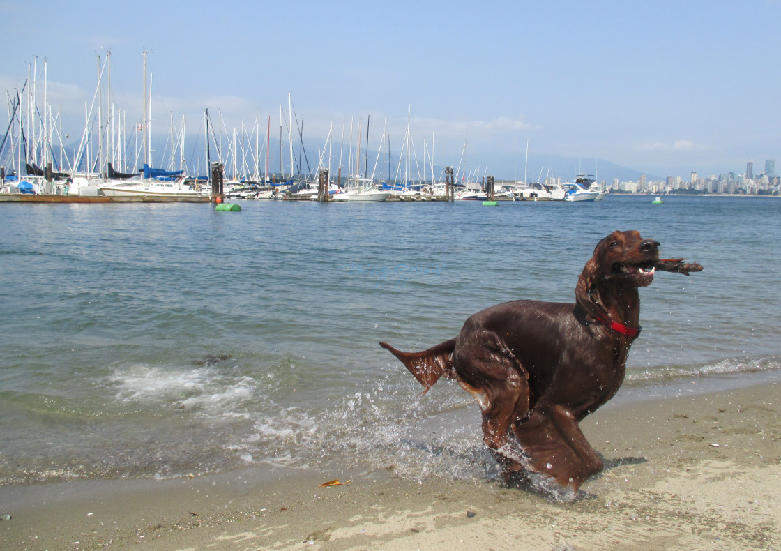 "Irish Setter on the Beach" by Missy Gervais - £1.55 "Irish Setter on the Beach" stock image