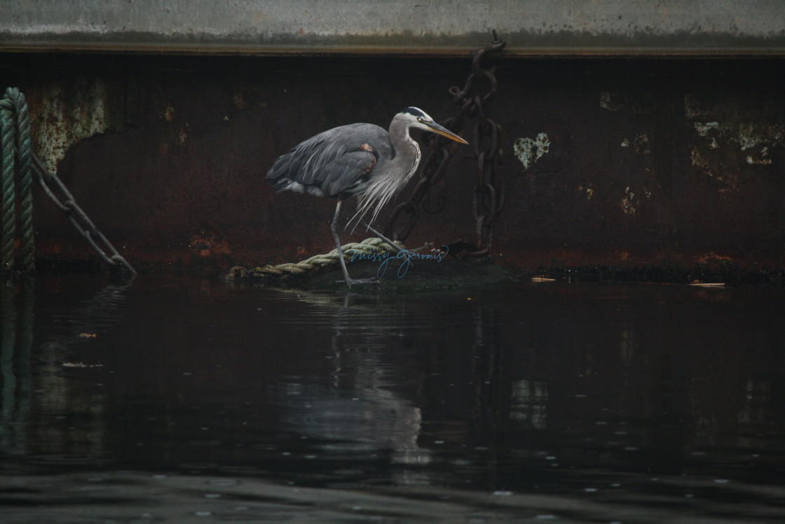 "Blue Heron Walking Along A Breakwater" by Missy Gervais - £1.55 "Blue Heron Walking Along A Breakwater" stock image