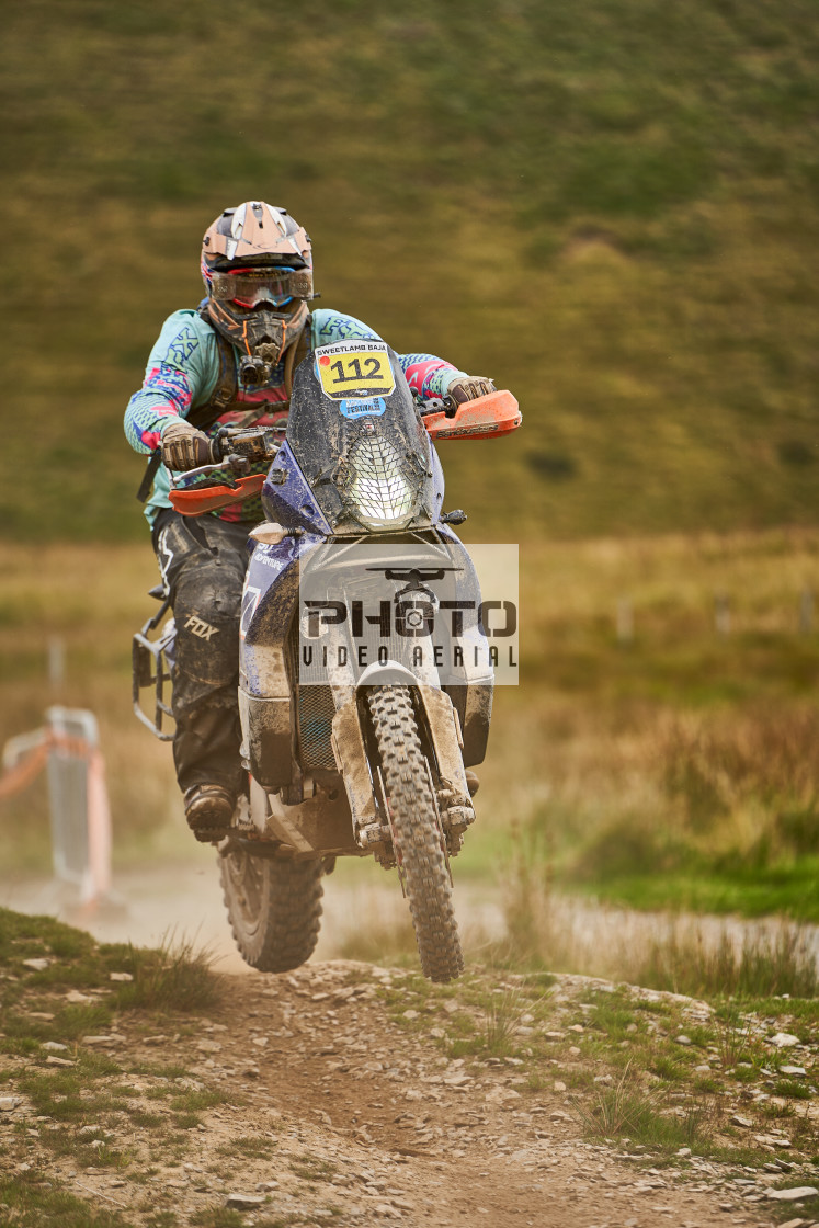 "Sweetlamb Baja rd3 sat" stock image