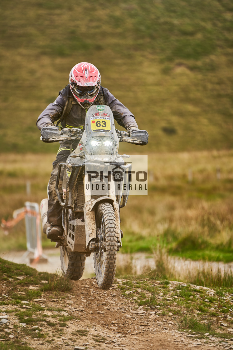 "Sweetlamb Baja rd3 sat" stock image