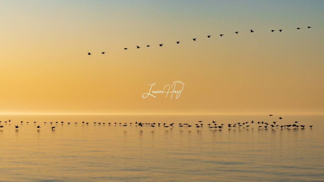 "Golden Morning Flight" by www.leannehayphotography.com - $18.41 "Golden Morning Flight" stock image