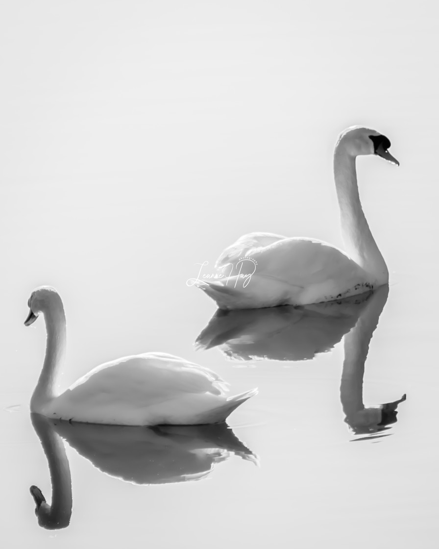 "Swan Lake" stock image