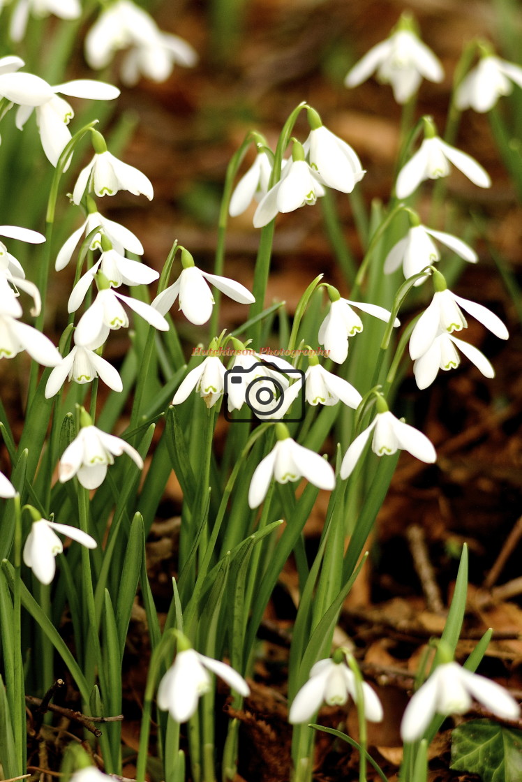 "Snowdrops" stock image