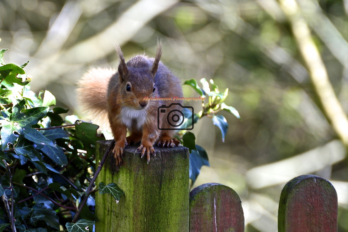 "Red Squirrel" stock image