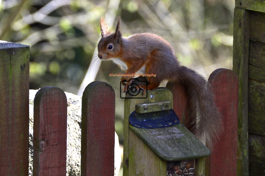 "Red Squirrel" stock image