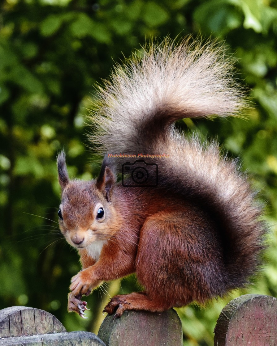 "Red Squirrel" stock image