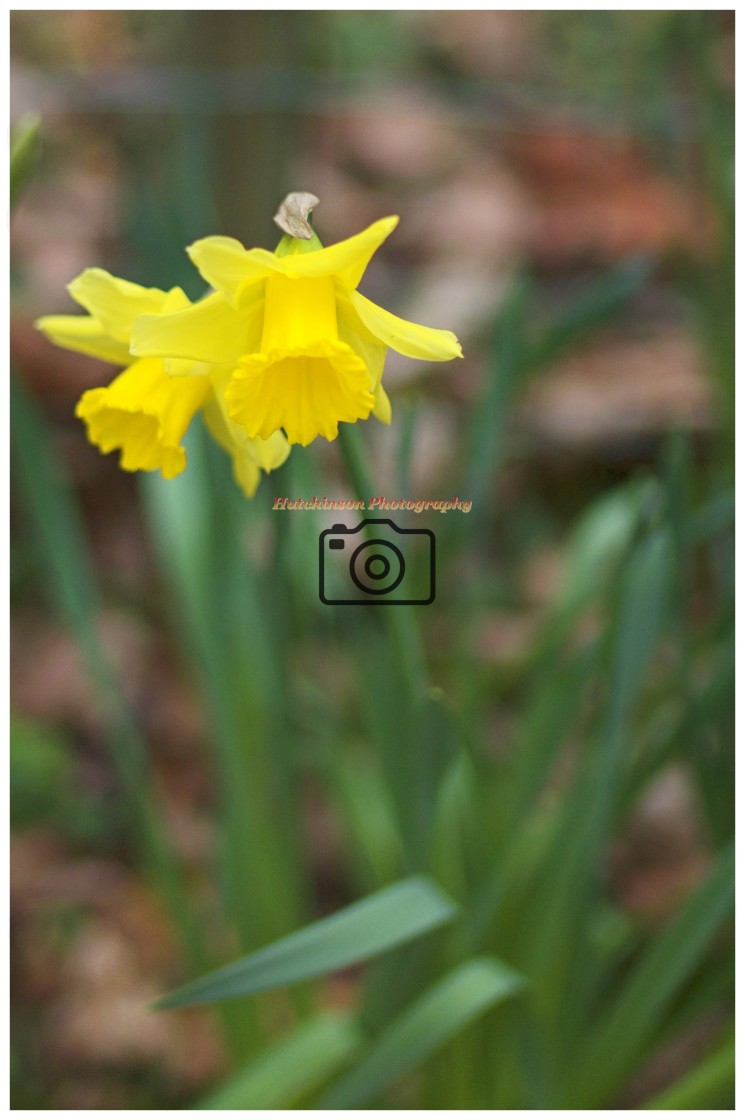 "Daffodils in Dumfries and Galloway" stock image