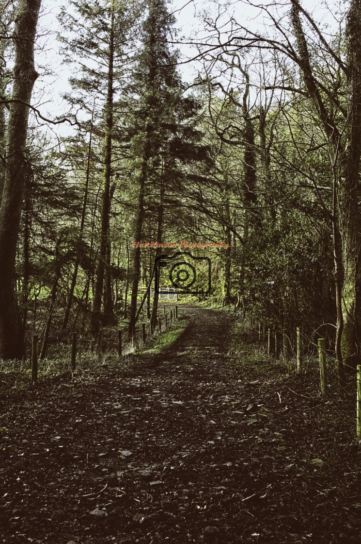 "Woodland Track and Gate" stock image