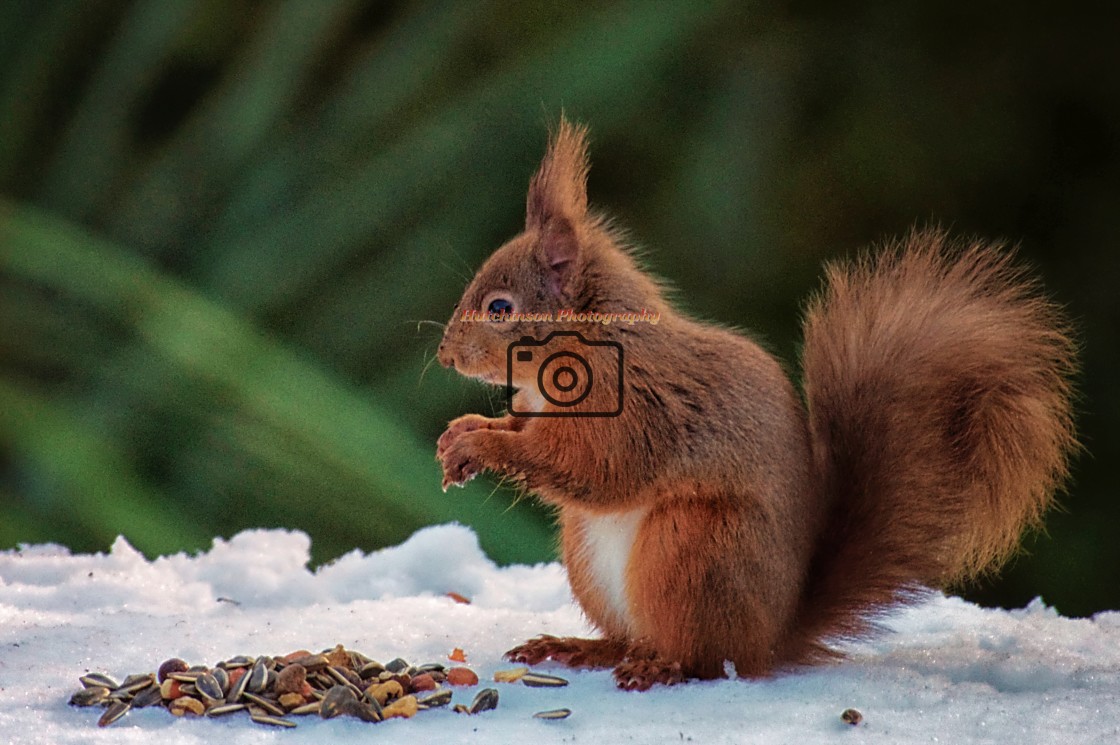 "Red Squirrel" stock image