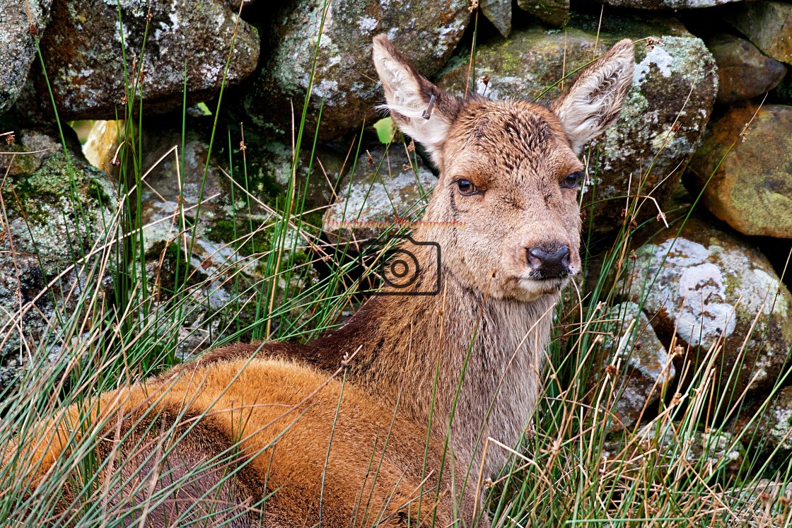 "Red Deer laying down" stock image