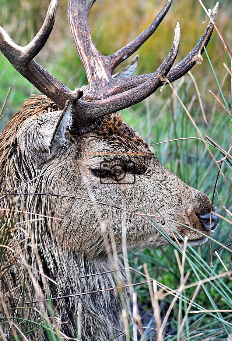 "Red Stag close up" stock image