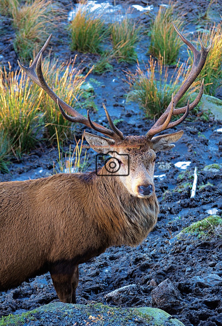 "Red Stag" stock image