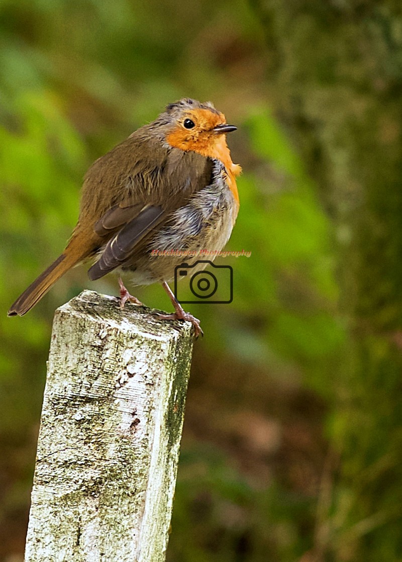 "Robin" stock image