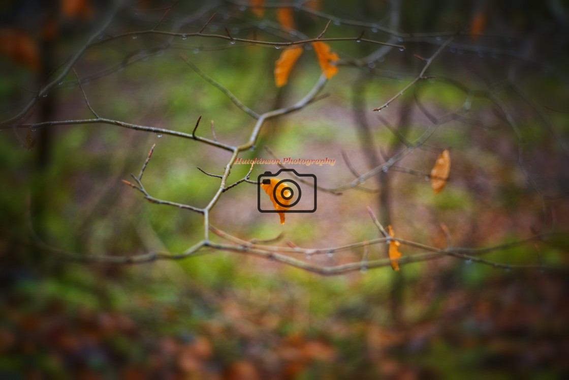 "Last Leafs of Autumn" stock image