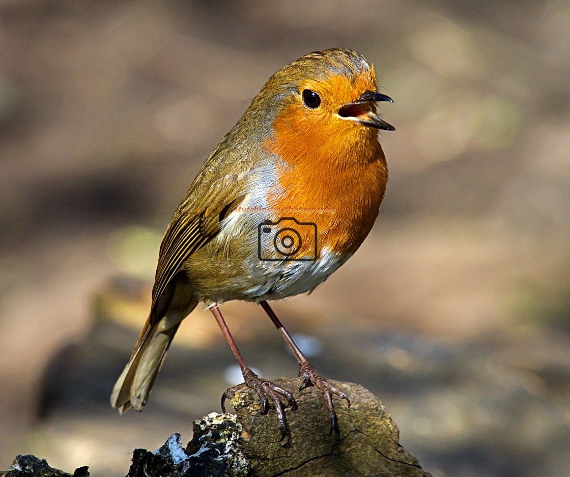 "Robin in the spring sunshine" stock image