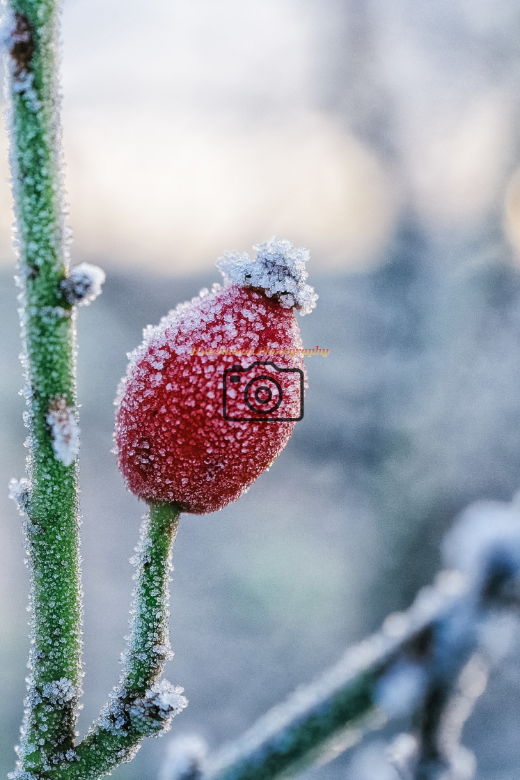 "Frosty Berry" stock image