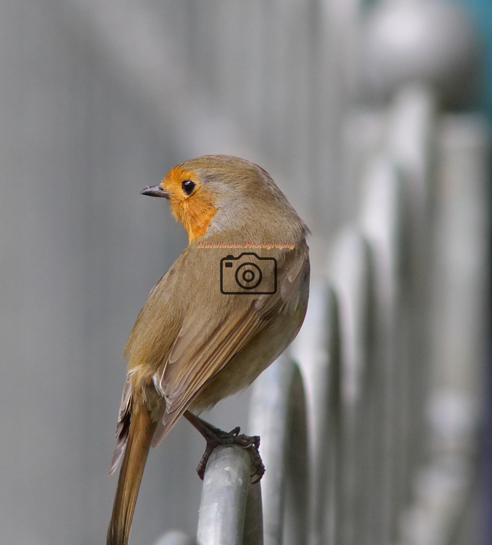 "Robin" stock image