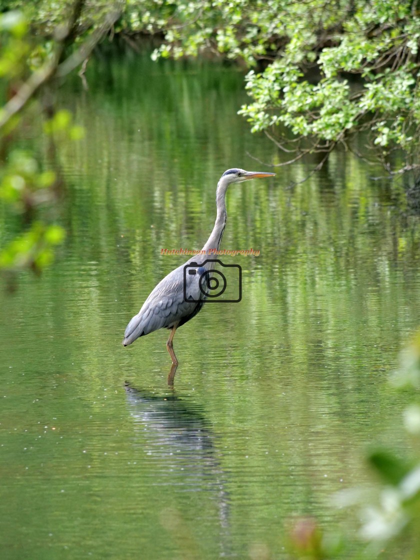 "Heron" stock image