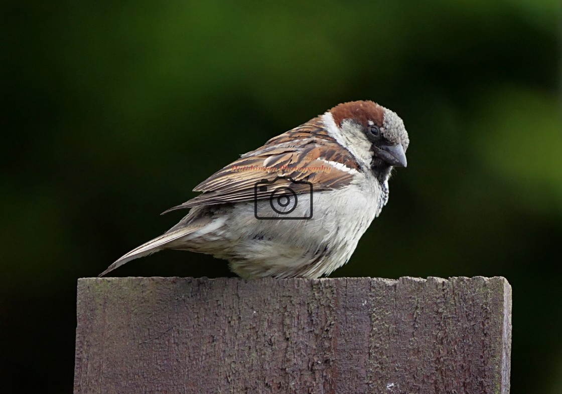 "House Sparrow" stock image