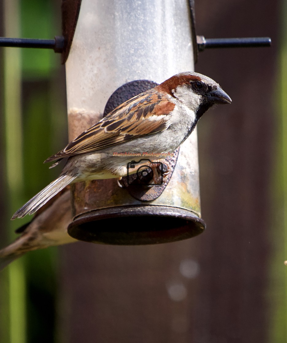 "On the feeder" stock image