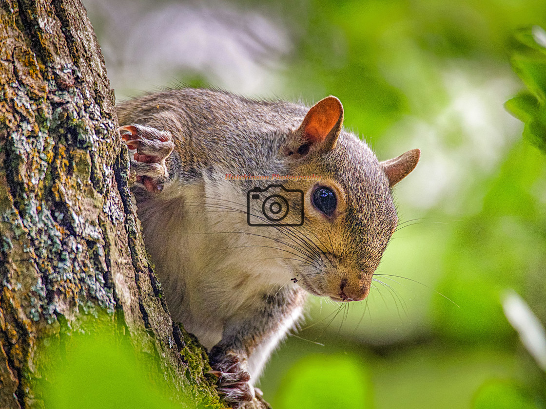 "Gray Squirrel" stock image