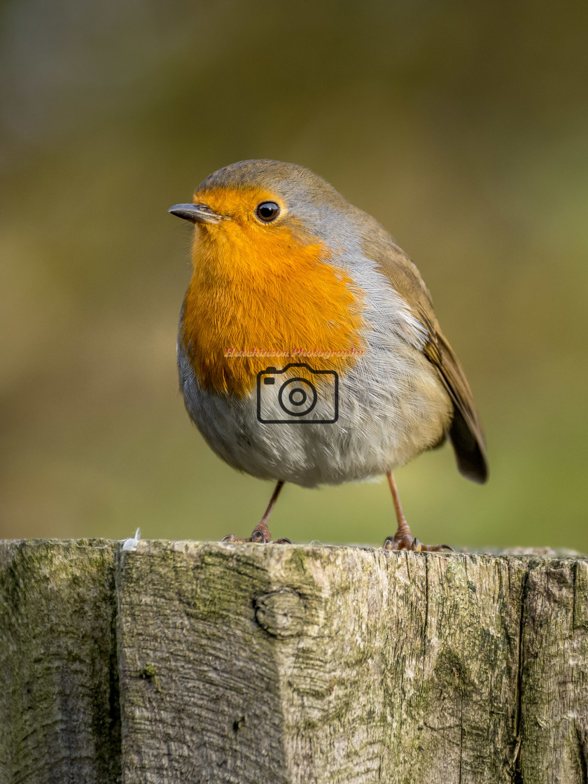 "Robin on a post" stock image