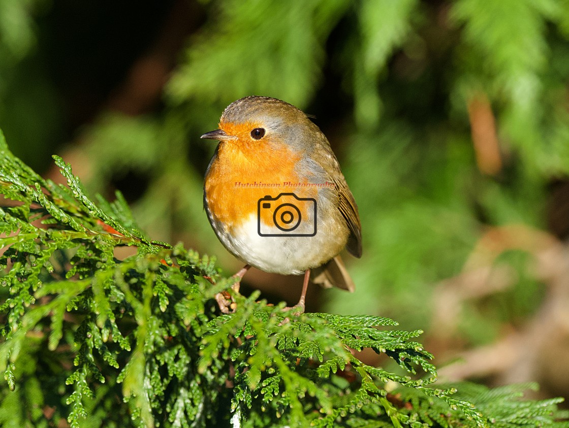 "Robin on a branch" stock image