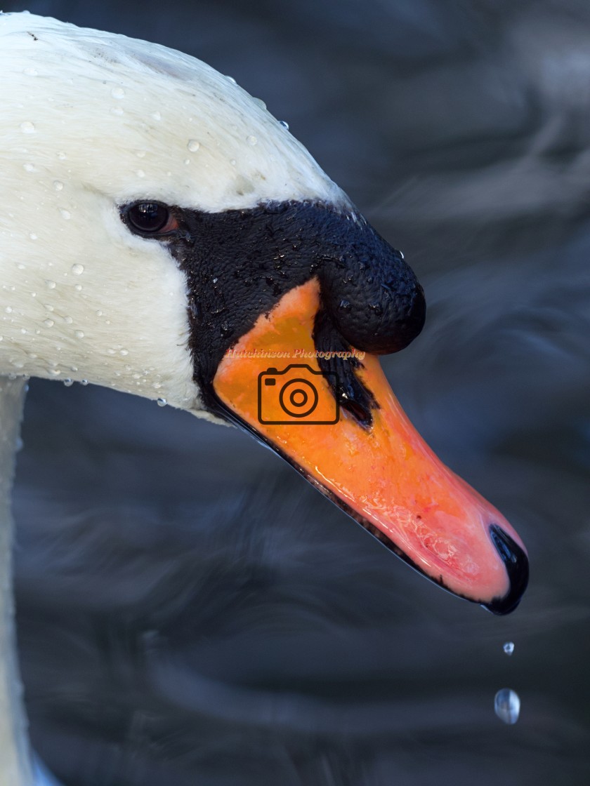 "Swans Head" stock image