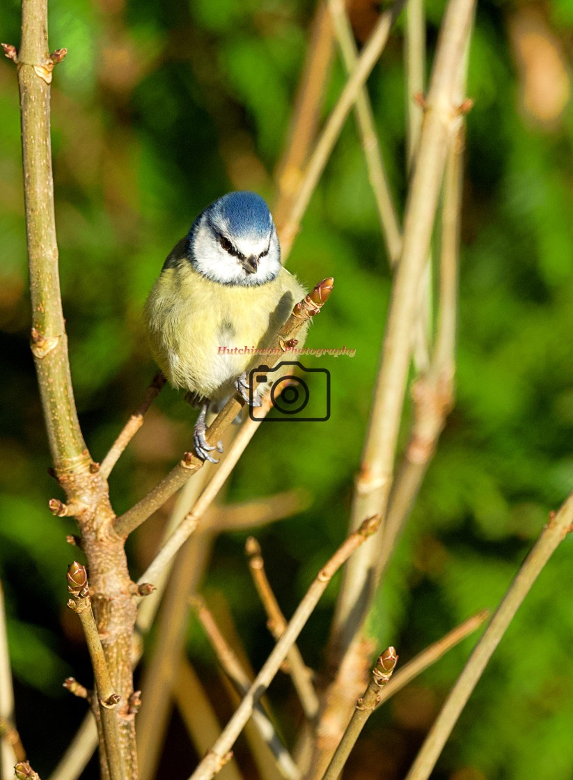 "Blue Tit" stock image