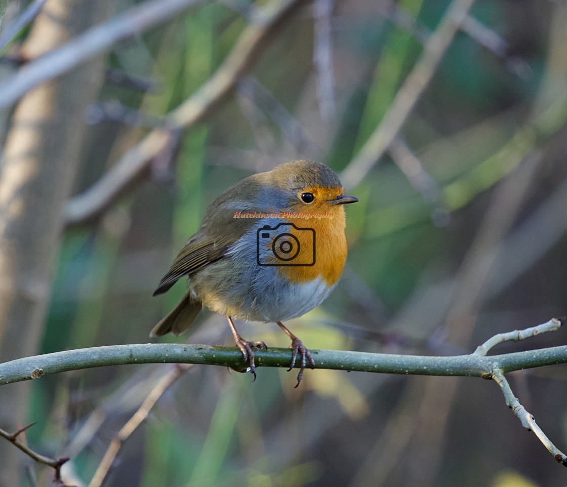 "Robin" stock image