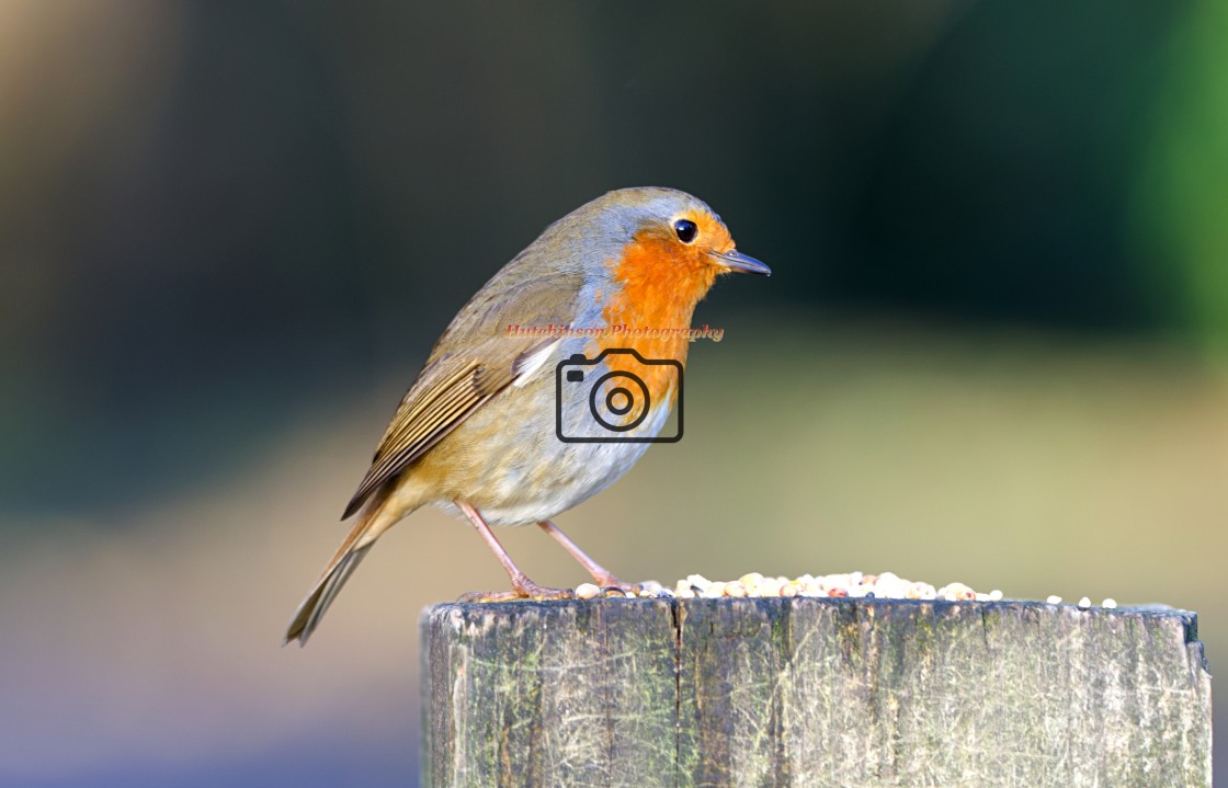 "Robin" stock image