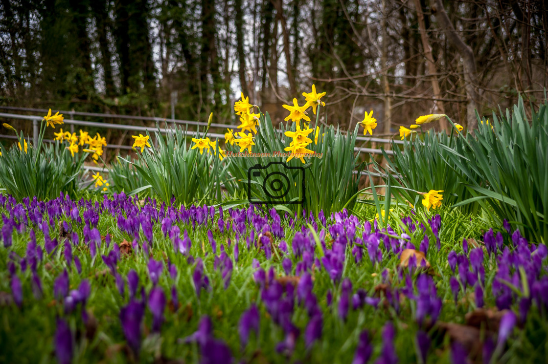 "Spring Flowers in Bloom" stock image