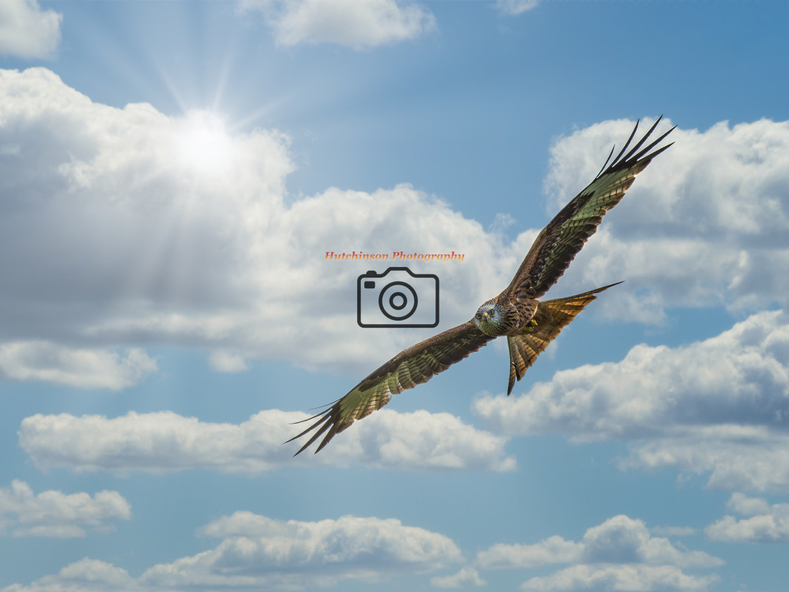 "Bird of Prey Red Kite" stock image