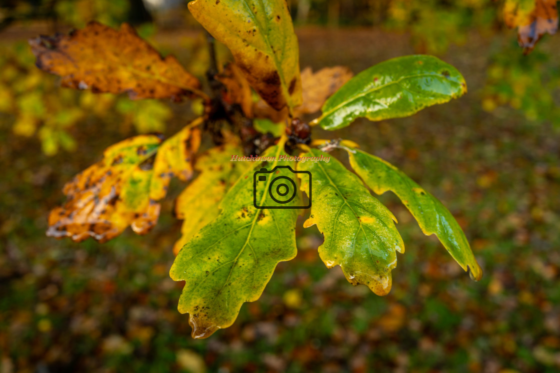 "Autumn Leaves" stock image