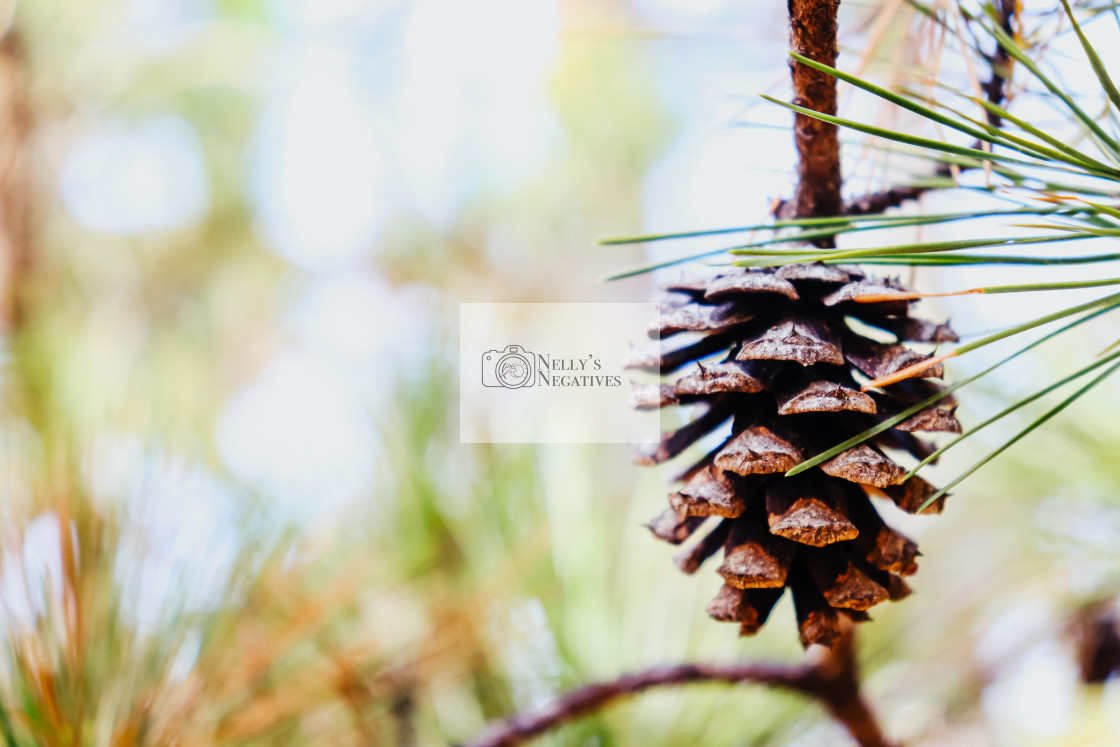 "Solo pinecone" stock image