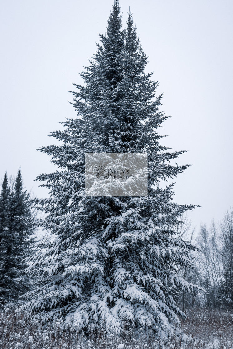 "Snowy Pine" stock image