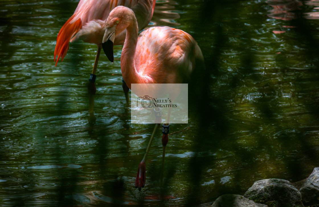 "Wading Flamingo" stock image