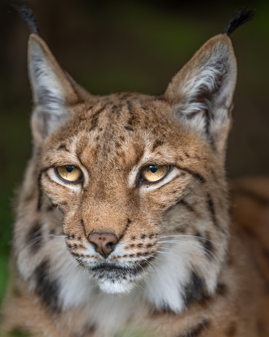 "Lynx Portrait" stock image