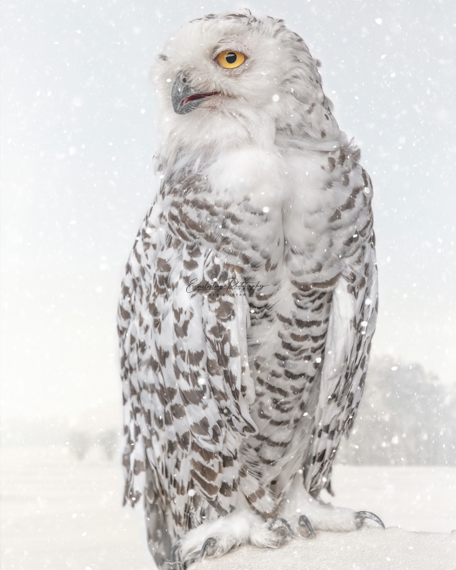 "The Snowy Owl..." stock image