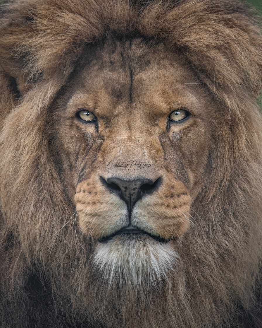 "African Lion portrait" stock image