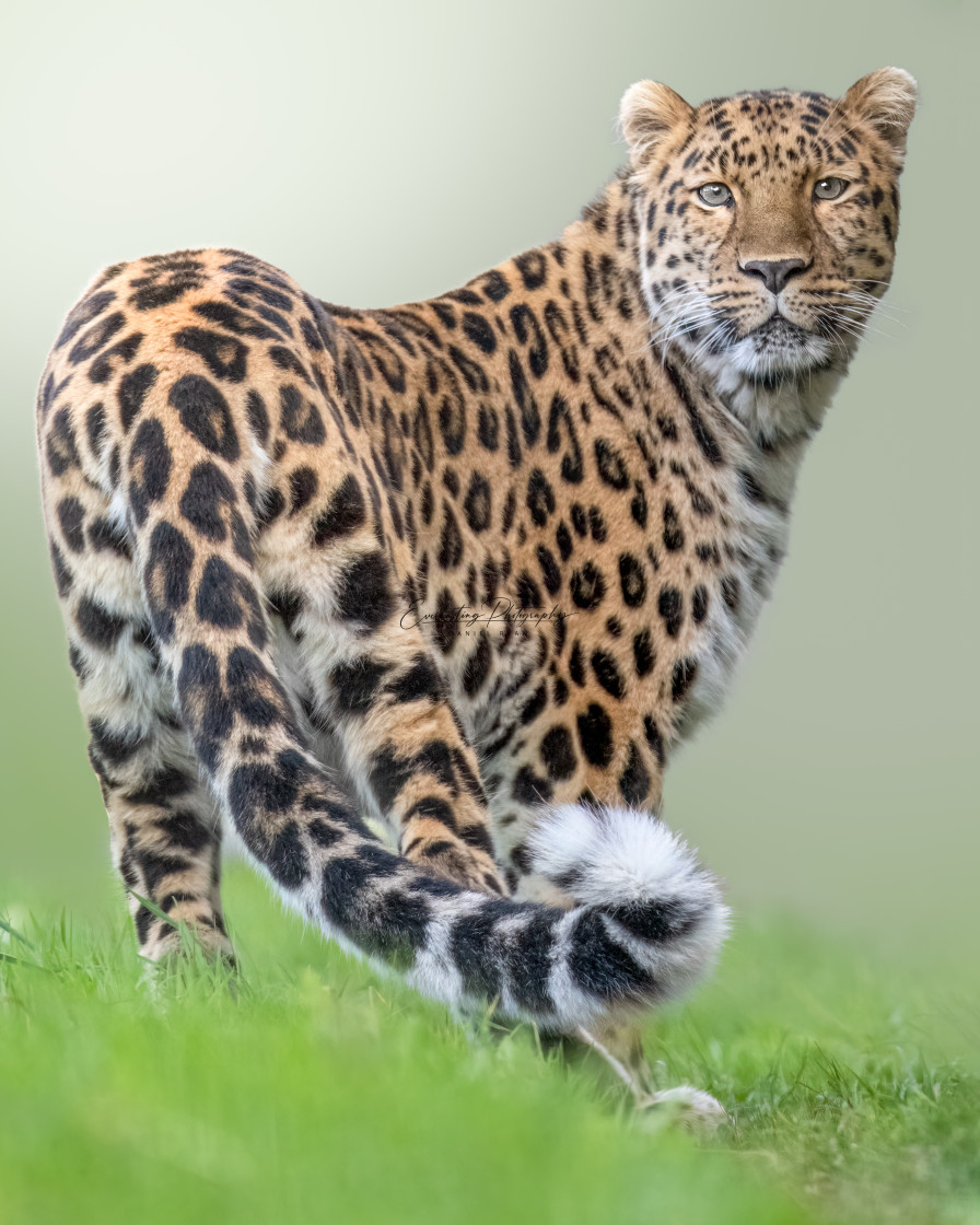 "Amur Leopard" stock image
